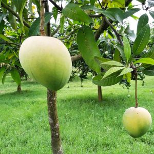 হাড়িভাঙ্গা আম 10 KG