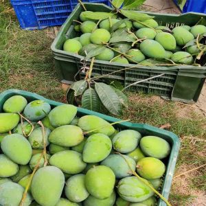 হাড়িভাঙ্গা আম 25 KG